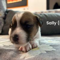 Cuccioli di jack Russel