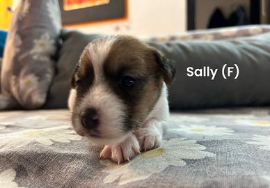Cuccioli di jack Russel