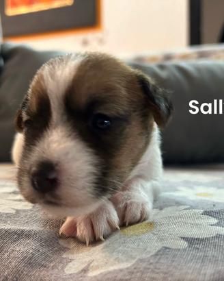 Cuccioli di jack Russel