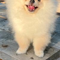 Spitz di Pomerania nano