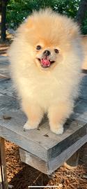 Spitz di Pomerania nano