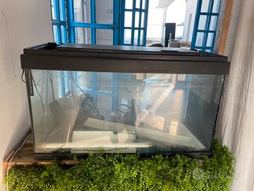 Acquario