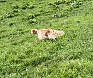 Setter inglese