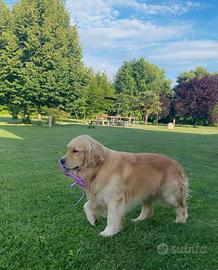 Golden retriever per accomppiamento pedigree