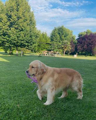 Golden retriever per accomppiamento pedigree