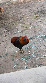 galletto Araucana