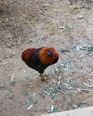 galletto Araucana