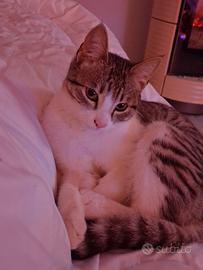 Gattino amorevole