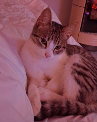 Gattino amorevole