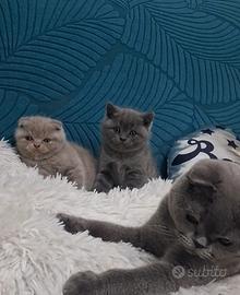 Scottish fold e straight