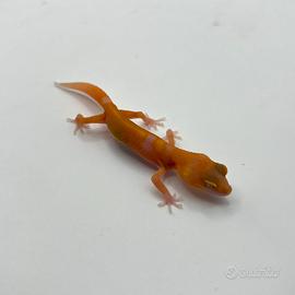 Geco leopardino Red Diamond