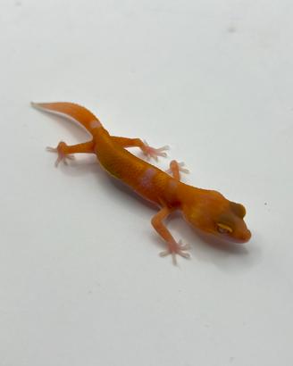 Geco leopardino Red Diamond