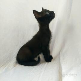 Gattino don sphynx atipico nero solido