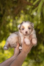 Cuccioli Pastore Australiano con Pedigree