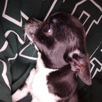 Chihuhua femmina piccolissima