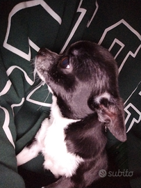 Chihuhua femmina piccolissima