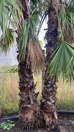 Palme da giardino