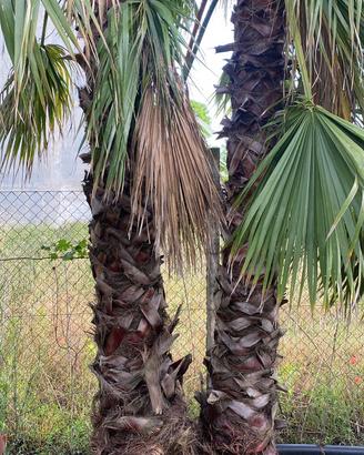 Palme da giardino