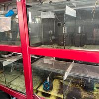 Batteria acquario riproduzione scalari