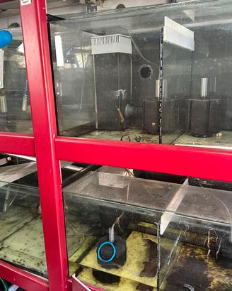 Batteria acquario riproduzione scalari