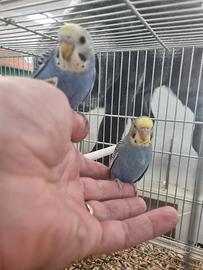 Cocorite allevate a mano