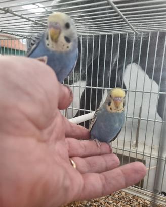 Cocorite allevate a mano