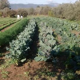Terreno agricolo 