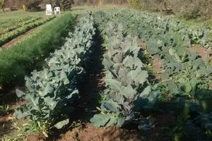 Terreno agricolo 