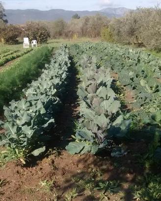 Terreno agricolo 