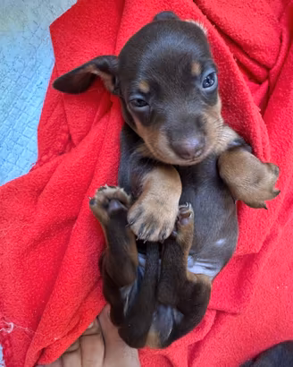 Bassotti nani marroni focati / mini dachshunds