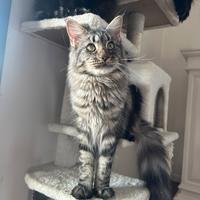 Maine coon