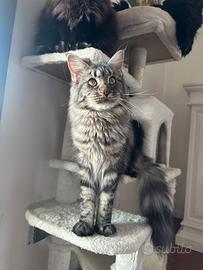 Maine coon