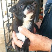 Chihuahua