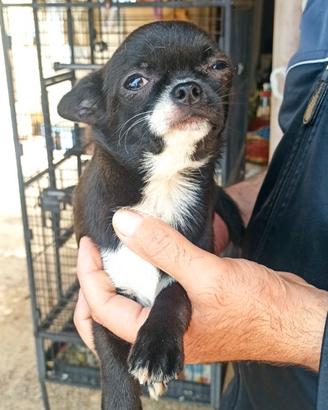 Chihuahua