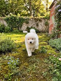 Ultimo cucciolo di samoiedo