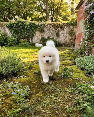 Ultimo cucciolo di samoiedo