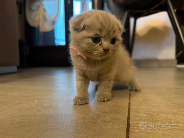Cucciola Scottish Fold