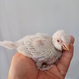 Parrocchetto Monaco albino