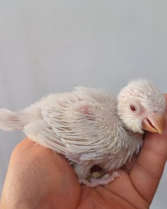 Parrocchetto Monaco albino
