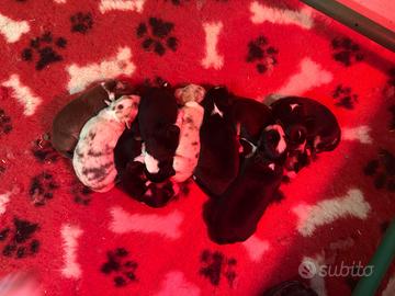 Cuccioli australian shepherd