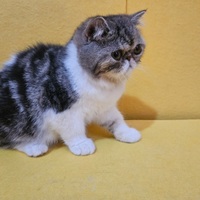 Gatto persiano bicolore exotic