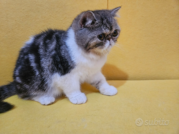 Gatto persiano bicolore exotic