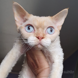 Devon rex