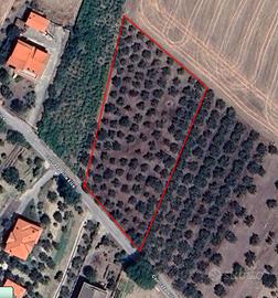Terreno con Uliveto e Parte Edificabile