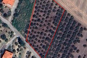 Terreno con Uliveto e Parte Edificabile