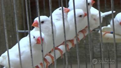 Uccelli diamanti mandarino