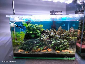 acquario 20 litri 