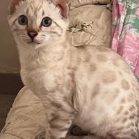 Cuccioli pura razza bengala su prenotazione