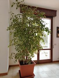 pianta ficus Benjamin 