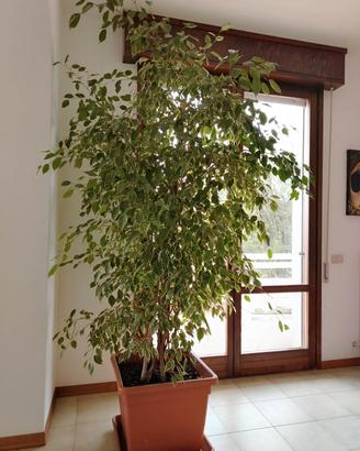 pianta ficus Benjamin 